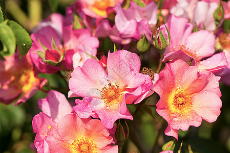 公园玫瑰香蒲在夏天在花园里生长宏观叶子脆弱性树叶衬套植物玫瑰园植物群植物学花瓣图片