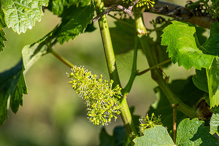 以绿色叶子特写开花的葡萄酒葡萄葡萄园宏观藤蔓生长植物农业图片