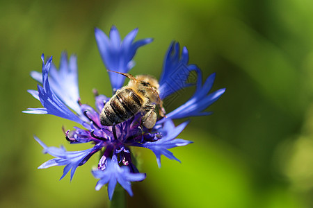 蜜蜂坐在蓝花上图片