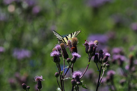 燕尾蝴蝶坐落在花朵上花园绿色昆虫动物群蜂蜜宏观花蜜草地紫色植物群图片