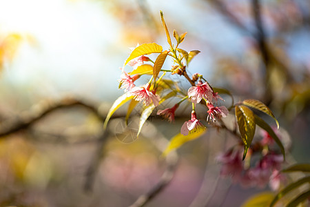 泰国清迈的樱花花花朵开花花园寺庙场景天空土井传奇木头红斑蜡质公园图片