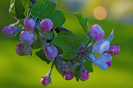 苹果树枝在春天 在花园里开花季节天空园艺公园水果生长叶子植物果园植物群图片