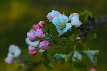 苹果树枝在春天 在花园里开花植物植物群花瓣蓝色生长园艺季节水果天空果园图片