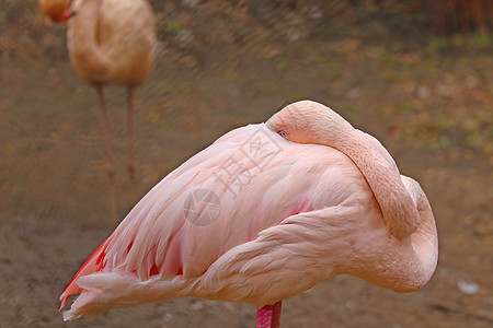 美丽的粉红色火烈鸟 她把头藏在机翼下图片