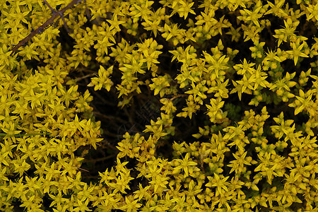 春天公园有明亮的黄花丛图片