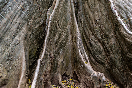泰国Uthai Thani省Ban Sanam最大和最高巨棵树的图象细节 有选择的重点班莱长命旅行途径生态旅游小路植物巨树环境长图片