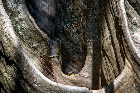 泰国Uthai Thani省Ban Sanam最大和最高巨棵树的图象细节 有选择的重点长命班莱途径公园旅行长椅丛林叶子植物森林图片
