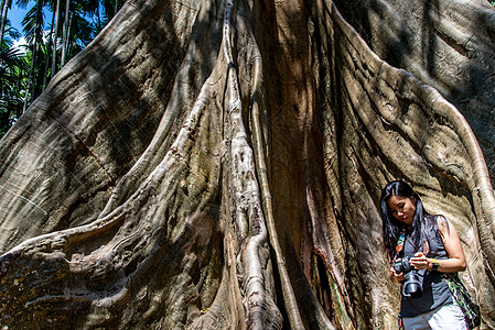 在泰国乌泰萨尼省的潘萨南 人类与巨型大树的大小比较 校对巨树相机国家班莱植物旅行生态旅游丛林叶子公园图片