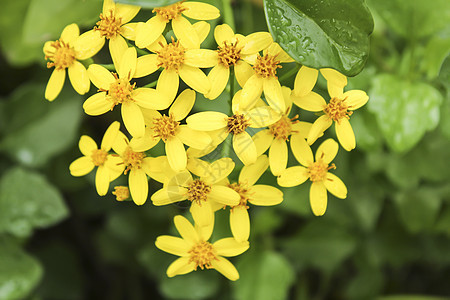 花园中的千里光花野生动物杂草草本植物植物学野生植物菊科园艺翠菊野花荒野图片