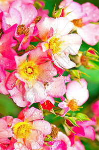 公园玫瑰香蒲在夏天在花园里生长花瓣树叶叶子脆弱性衬套植物群植物果园宏观园艺图片