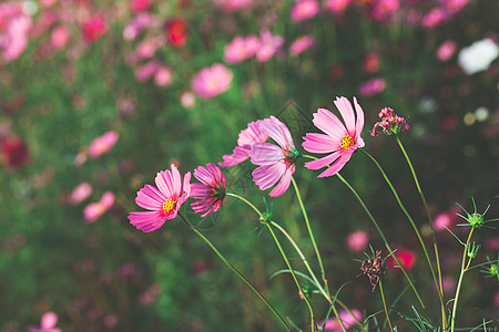 美丽的花朵白色场地植物植物群草地花瓣紫色环境粉色黄色图片