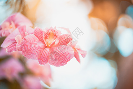 兰花甜甜的颜色调色植物群背景紫色宏观花瓣白色植物绿色粉色叶子图片