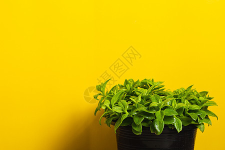 黄色背景上的绿色植物房间花盆风格架子桌子装饰盆栽绿色植物图片