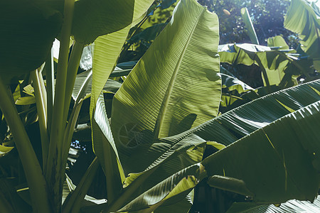 香蕉叶纹理生态植物丛林森林植物学环境墙纸热带叶子花园图片