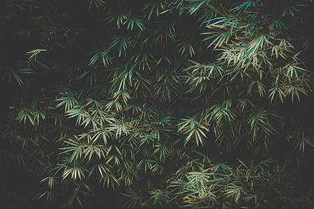 竹叶背景竹子植物绿色花园环境生长丛林热带文化森林图片