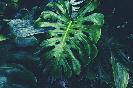 龟背竹叶热带图片