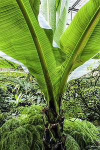 前卫的植物学家环境香蕉森林树干园艺矮人植物群脉络荒野图片