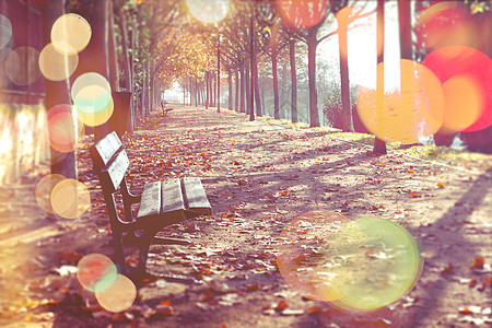 摘要秋秋季背景背景花园城市小路森林长椅叶子季节太阳光树叶橙子图片