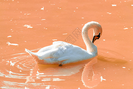 天鹅浮在粉色水面上 阳光秋天 侧视白色日落蓝色羽毛白天鹅荒野反射池塘背景粉红色图片