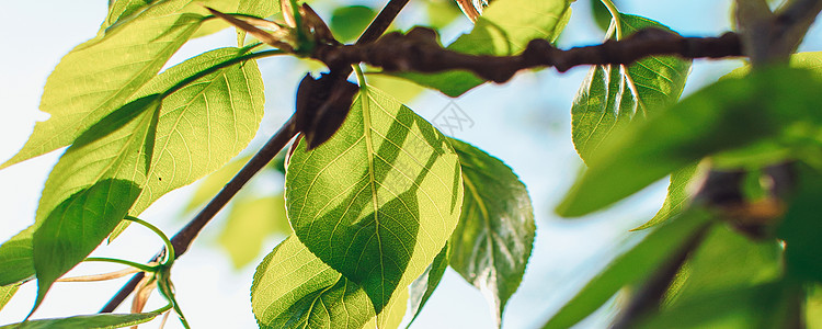 在模糊的阳光明媚的背景下 夏季花园中绿叶的神话般的春天花卉宽幅全景横幅 春天的背景 复制空间图片