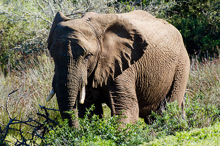 非洲单一大象图片