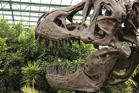 花园里的恐龙头部复制品图片