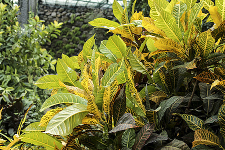 前卫的五颜六色的巴豆植物野生动物灌木植物学生长花园园艺叶子植物群温室荒野图片