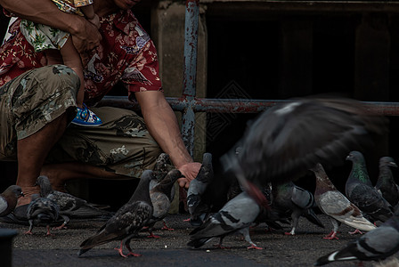 一个亚洲人和婴儿 晚上喂了很多鸽子 在非塔胡里码头飞来飞去男人环境社论图片