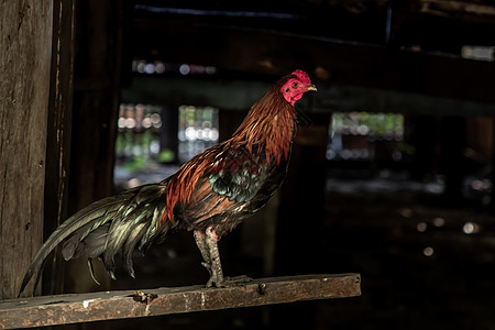 在寺庙里打斗公鸡 或者是多姿多彩的公鸡斗争鸟类荒野攻击街道竞赛建筑羽毛动物母鸡图片