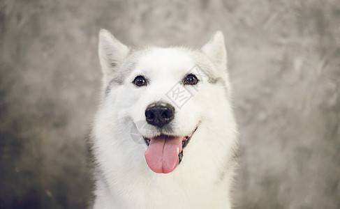快乐的狗口笑 西比里亚人霍斯基灰色和白色颜色宠物眼睛哺乳动物犬类鼻子荒野朋友工作室毛皮动物图片