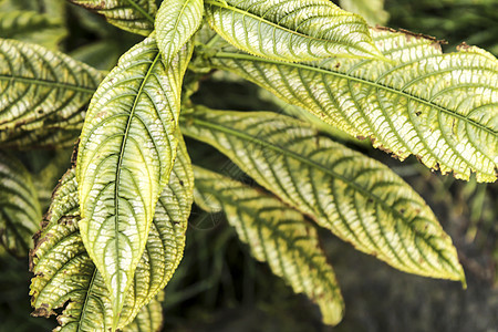 园艺中种植染色植物投标植物学栽培晴天阳光植物群盆栽花坛热带衬套图片