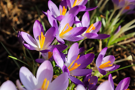 有选择的焦点 紫色花场在外边生长 观看魔术盛开的春花花园大蒜花园叶子野花蓝色季节植物学美丽植物植物群图片