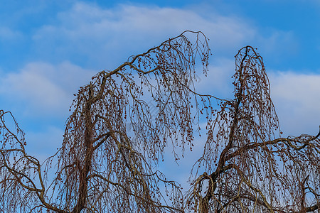 在春天时 在蓝天的天空下 看见干燥的树木农业健康叶子农场生物学植物天空蓝色背景收成图片