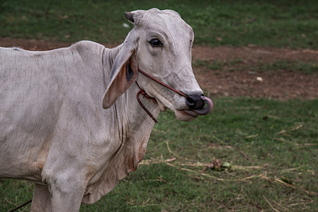 夏日清晨 白牛在田地上鬃毛马术家畜绿色奶牛农场牧场草地哺乳动物棕色图片