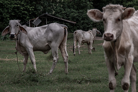 夏日的清晨 白牛在田野上乡村马术家畜奶牛动物牛肉棕色白色场地农田图片