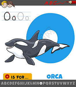 带有逆戟鲸动物特征的字母表中的字母 O图片