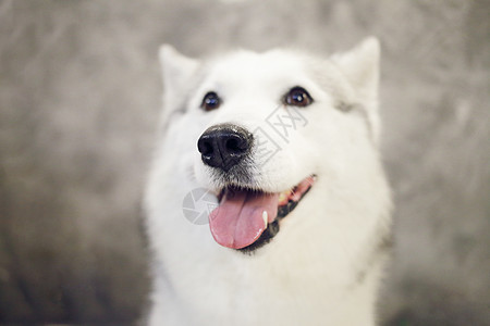 一个快乐的西伯利亚哈斯基 灰白颜色狗的鼻子动物工作室朋友成人眼睛哺乳动物白色犬类灰色宠物图片