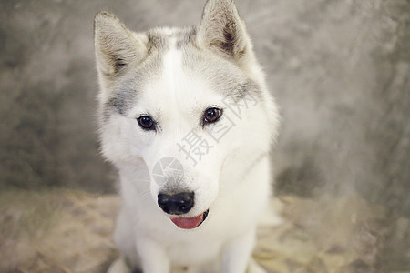 一只狗西伯利亚乌斯基灰色和白色的口罩朋友哺乳动物鼻子工作室宠物荒野犬类动物毛皮眼睛图片