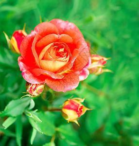 公园玫瑰香蒲在夏天在花园里生长树叶玫瑰园宏观植物学植物群花瓣植物园艺叶子脆弱性图片