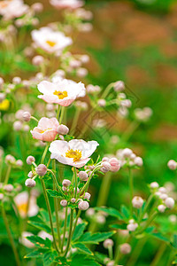 美丽的花朵 在绿草的本底地面院子绿化公园植物群生长植物学园艺叶子园林图片