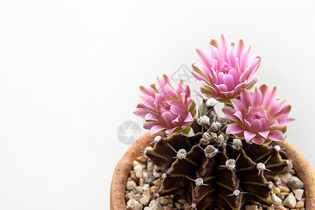 仙人掌花 特写粉红精细花瓣花植物学肉质花园背景图片