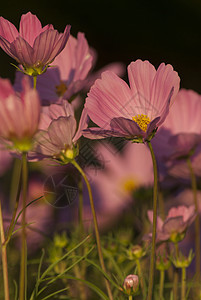 花朵在花园里植物绿色粉色背景图片