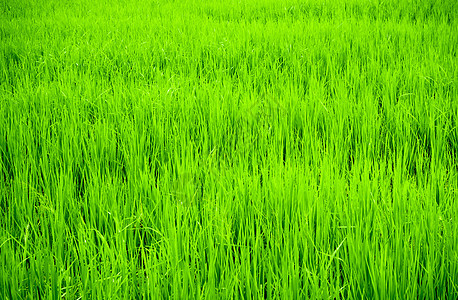 农村水稻田风景 绿底背景农业收成绿色食物季节粮食植物农场农田天空图片