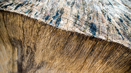 接近旧树桩表面纹理木质纹理材料森林风化白色灰色裂缝硬木树干棕色图片