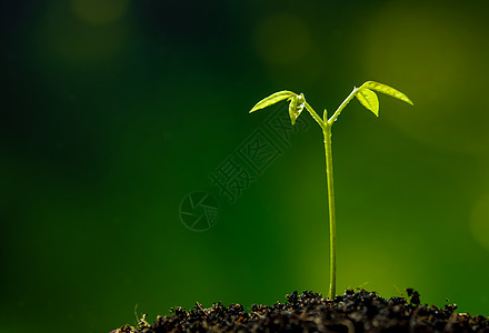 在森林中播种年青植物的树芽叶叶子生态幼苗生活土壤森林绿色生长图片