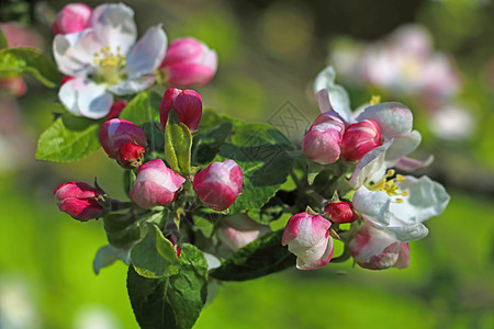 花园里苹果树的明亮花朵枝植物雌蕊植物学国家天空时间生长水果季节太阳图片