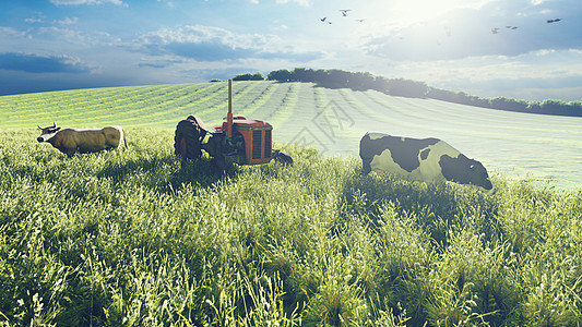 清晨在田地附近的旧拖拉机和奶牛 农业和环境 3D出口 三维出口机械场地植物土地农田农村食物粮食小麦国家图片