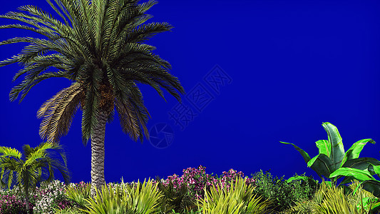棕榈树枝和热带植物在蓝色屏幕上的风中叶 美丽的夏季背景 3D种子旅行绿色海滩合成情调3d海岸海洋异国晴天图片