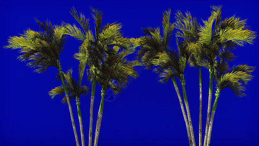 蓝色屏幕上风中的棕榈树 美丽的夏季背景 3D种子热带阳光旅行树木海洋钥匙背景板键控情调异国图片