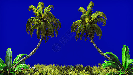 棕榈树枝和热带植物在蓝色屏幕上的风中叶 美丽的夏季背景 3D种子合成处女渲染目的地盘子海洋海滩海岸线绿色晴天图片